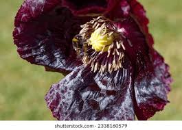 Image result for Papaver somniferum Black