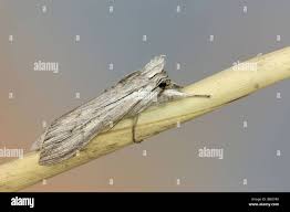 Attēlu rezultāti vaicājumam “Cucullia umbratica”