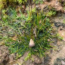 Attēlu rezultāti vaicājumam “Phaeoceros laevis subsp. carolinianus”