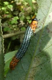 Attēlu rezultāti vaicājumam “Nematus salicis”