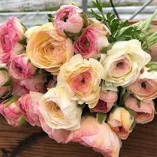Attēlu rezultāti vaicājumam “Ranunculus elatior flower”