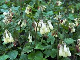 Attēlu rezultāti vaicājumam “Symphytum grandiflorum”