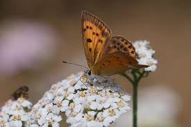 Attēlu rezultāti vaicājumam “Lycaena virgaureae female”