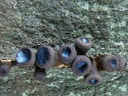 Attēlu rezultāti vaicājumam “Bulgaria inquinans”