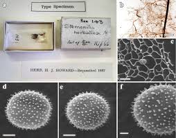 Attēlu rezultāti vaicājumam “Stemonitis fusca spores”