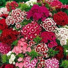 Image result for Dianthus
