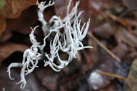 Attēlu rezultāti vaicājumam “Xylaria”