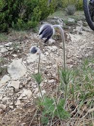 Attēlu rezultāti vaicājumam “Pulsatilla pratensis flower”
