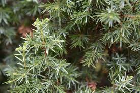 Attēlu rezultāti vaicājumam “Juniperus communis leaf”