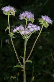 Image result for Ageratum houstonianum