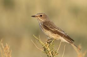 Attēlu rezultāti vaicājumam “Muscicapa striata”