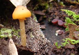 Attēlu rezultāti vaicājumam “Galerina marginata”