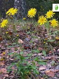 Attēlu rezultāti vaicājumam “Hieracium vulgatum”