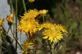 Attēlu rezultāti vaicājumam “Crepis biennis leaf”