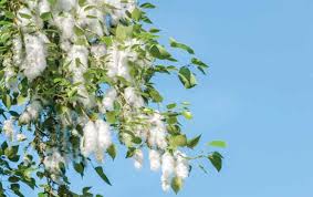 Attēlu rezultāti vaicājumam “Populus x gileadensis”