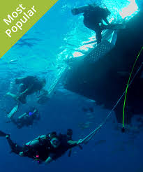 Image result for Cleveland Divers