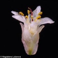 Attēlu rezultāti vaicājumam “Cuscuta epithymum subsp. trifolii flower”