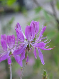 Attēlu rezultāti vaicājumam “Rhododendron canadense”