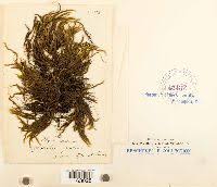 Attēlu rezultāti vaicājumam “Platyhypnidium riparioides”