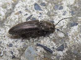 Attēlu rezultāti vaicājumam “Cidnopus aeruginosus”