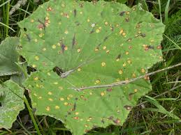 Attēlu rezultāti vaicājumam “Puccinia poarum”