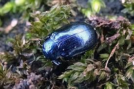 Attēlu rezultāti vaicājumam “Linaeidea aenea”