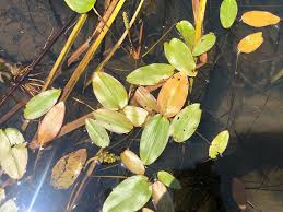 Attēlu rezultāti vaicājumam “Potamogeton natans leaf”