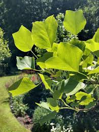 Attēlu rezultāti vaicājumam “Liriodendron tulipifera leaf”