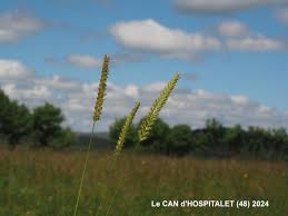 Attēlu rezultāti vaicājumam “Cynosurus cristatus fruit”