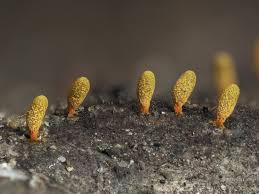 Attēlu rezultāti vaicājumam “Craterium aureonucleatum”