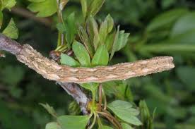 Attēlu rezultāti vaicājumam “Crocallis elinguaria larva”