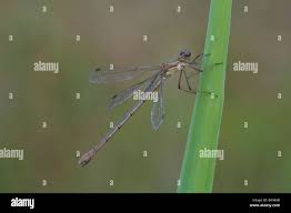 Attēlu rezultāti vaicājumam “Lestes dryas female”