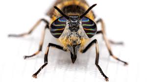 Attēlu rezultāti vaicājumam “Heptatoma pellucens”