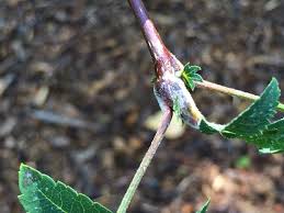 Attēlu rezultāti vaicājumam “Sorbus aucuparia bud”