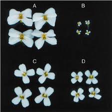 Attēlu rezultāti vaicājumam “Cardaminopsis arenosa fruit”