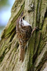 Attēlu rezultāti vaicājumam “Certhia familiaris”