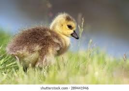 Attēlu rezultāti vaicājumam “Anser anser juvenile”