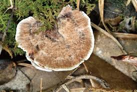 Attēlu rezultāti vaicājumam “Hydnellum sp.”