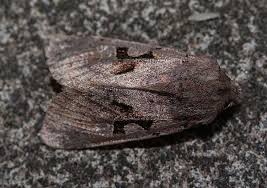 Attēlu rezultāti vaicājumam “Orthosia sp.”