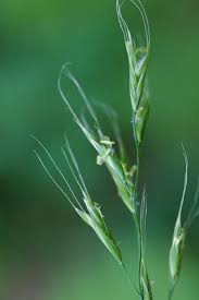 Attēlu rezultāti vaicājumam “Festuca gigantea”