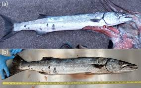 Image result for Sphyraena barracuda