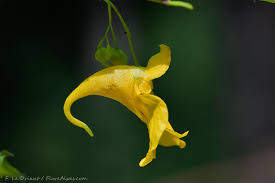 Attēlu rezultāti vaicājumam “Impatiens noli-tangere”