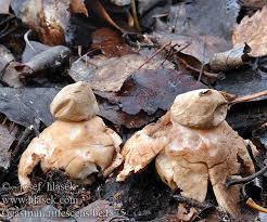 Attēlu rezultāti vaicājumam “Geastrum rufescens”