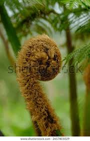 Attēlu rezultāti vaicājumam “Trichia erecta stalked”