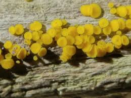 Attēlu rezultāti vaicājumam “Bisporella citrina”