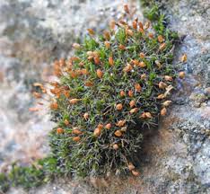 Attēlu rezultāti vaicājumam “Grimmia muehlenbeckii”