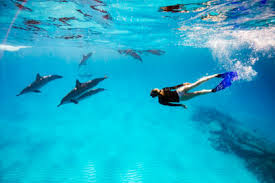 Image result for Durley Dolphin Diver