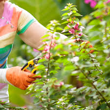 Image result for bougainvillea