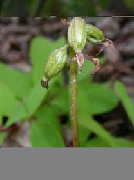 Attēlu rezultāti vaicājumam “Goodyera repens bud”