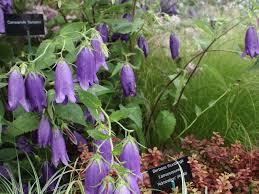 Image result for Campanula strigosa